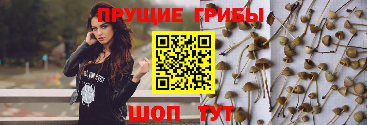 Галлюциногенные грибы прущие грибы  Вход с VPN  Псилоцибиновые грибы мицелий  Волжск 