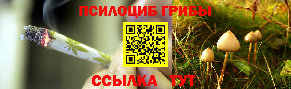 Псилоцибиновые грибы Psilocybine cubensis Волжск